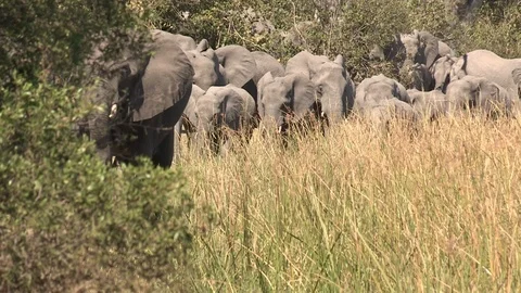 Elephants drinking Stock Footage 106364782