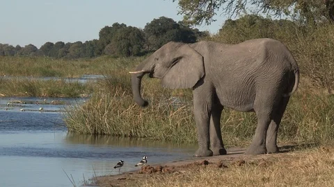 Elephants drinking Video stock 106390535