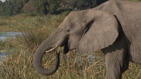 Elephants drinking Video stock 106390670