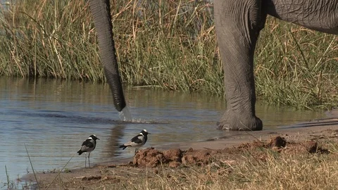 Elephants drinking Video stock 106391501