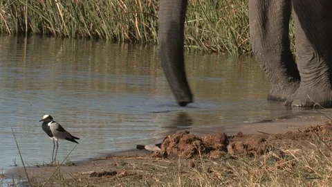 Elephants drinking Video stock 106391985