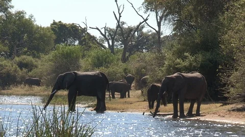 Elephants drinking Video stock 106418252