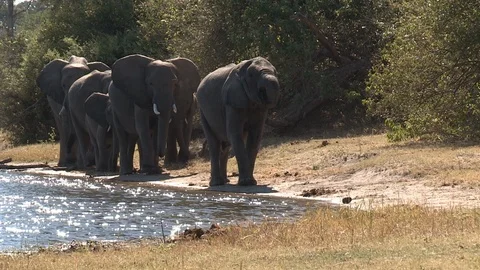 Elephants drinking Video stock 106418771