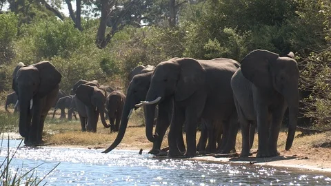 Elephants drinking Video stock 106419118