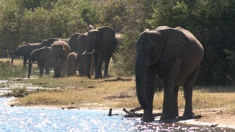Elephants drinking Stock Footage 106420106