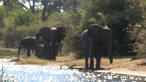 Elephants drinking Video stock 106420135