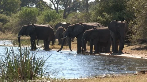 Elephants drinking Stock Footage 106420797