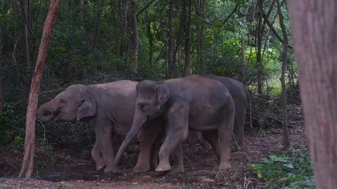 Elephants drinking forest 4k Stock Footage 122726922