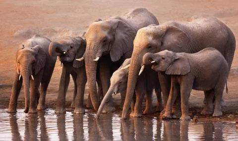 Elephants drinking Stock Photos