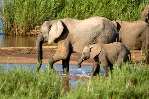 Elephants drinking Stock Photos