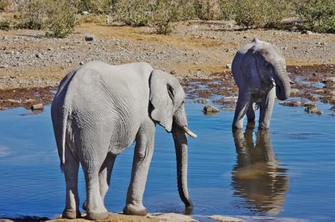 Elephants drinking Stock Photos