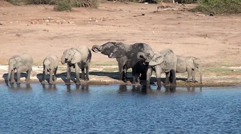 Elephants drinking at river bank Video stock 56889571