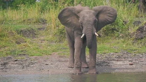 Elephants drinking from a river Stock Footage 74417329