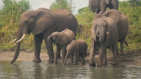 Elephants drinking from a river Stock Footage 74417437