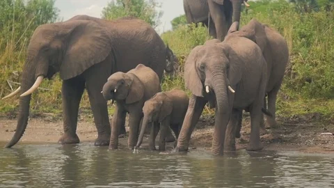 Elephants drinking from a river Stock Footage 74417563