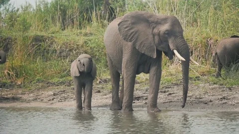 Elephants drinking from a river Stock Footage 74417568