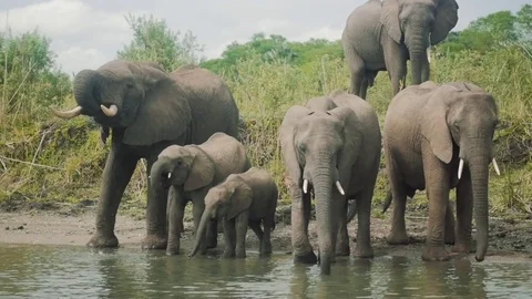 Elephants drinking from a river Stock Footage 74417852