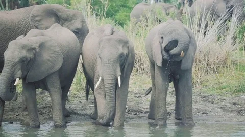 Elephants drinking from a river Stock Footage 74418131