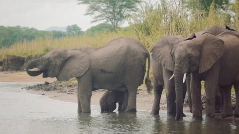 Elephants drinking from a river Stock Footage 74418224