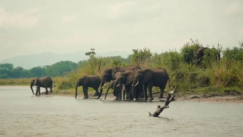 Elephants drinking from a river Stock Footage 74421646
