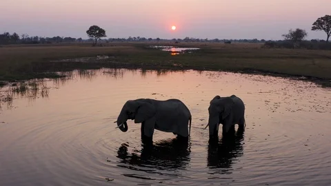 Elephants drinking in a river in the Okavango Delta, Botswana Stock Footage 118056962