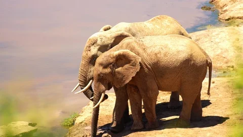Elephants drinking from the riverbank Stock Footage 114749959