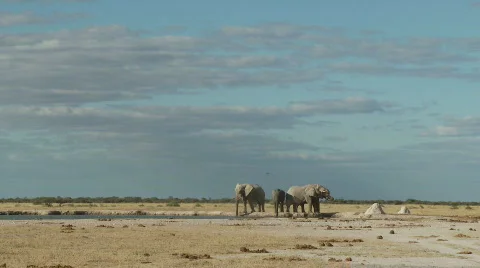 Elephants drinking - Time Lapse 库存影片 488008