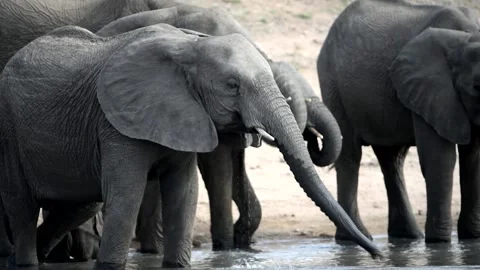 Elephants drinking water close up Stock Footage 132749054