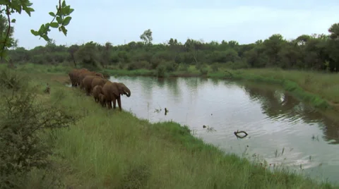 Elephants drinking water Stock Footage 32527573