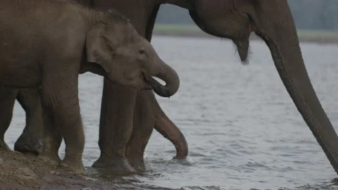 Elephants Drinking Water  Stock Footage 211873377