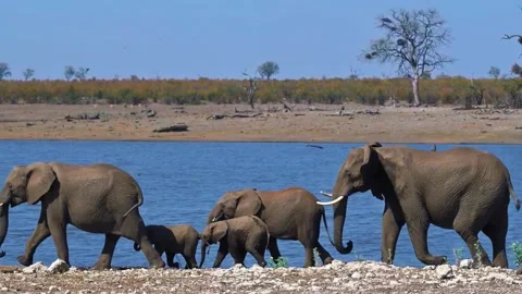 Elephants Drinking Water Stock Footage 323143852