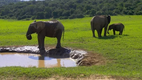 Elephants drinking from water hole Stock Footage 108496552