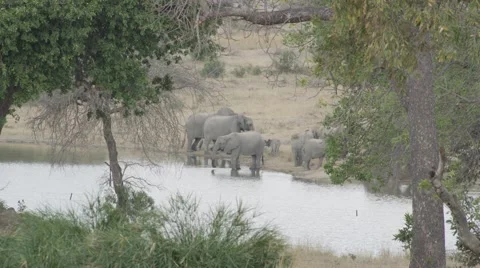Elephants drinking at Water Hole - Slow Motion (1) Stock Footage 55647776