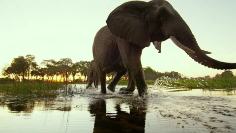 Elephants drinking water in Okavango Delta at sunset in Africa Stock Footage 326019384