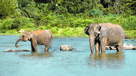 Elephants drinking water in the river Stock Footage 58203061