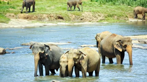 Elephants drinking water in the river Stock Footage 58311715