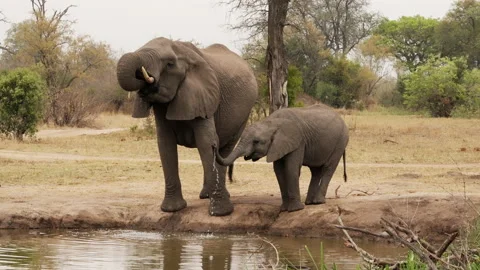 Elephants Drinking Water In Slow Motion Video stock 236508734