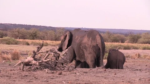 Elephants drinking at waterhole Video stock 84639103