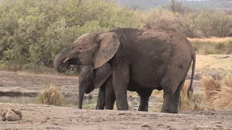 Elephants drinking at waterhole  Video stock 84640026