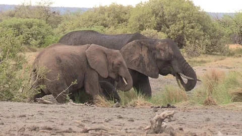 Elephants drinking at waterhole  Video stock 84640703
