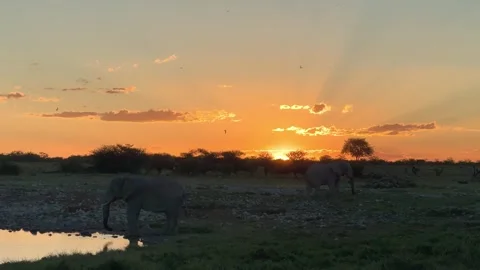 Elephants drinking at waterhole  sunset, Namibia Stock Footage 334940547