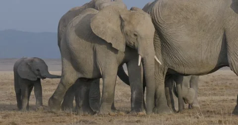 Elephants at dry lake 2 Vídeo Stock 330595035