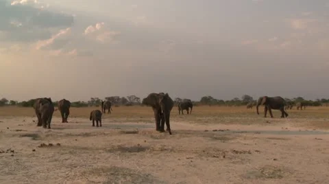 Elephants At Dusk Stock Footage 10591859