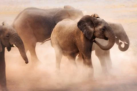 Elephants in dust Stock Photos