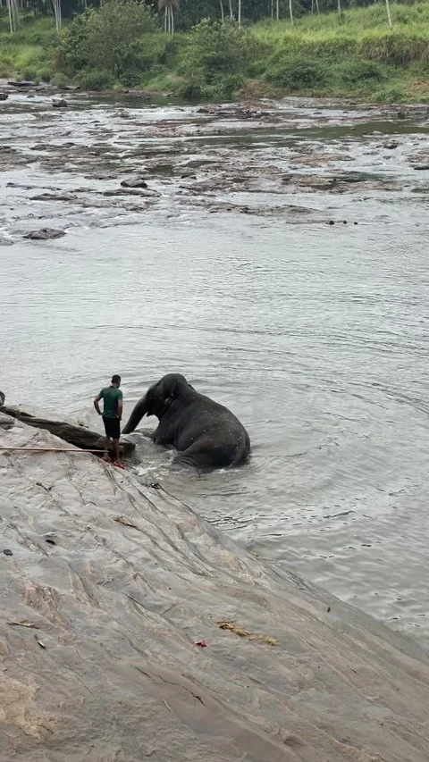 Elephants dusting each other with soil after bathing in natural habitat 스톡 동영상 314273004