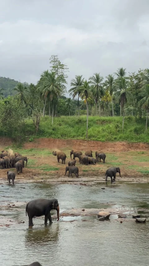 Elephants dusting each other with soil after bathing in natural habitat Stock Footage 314273144