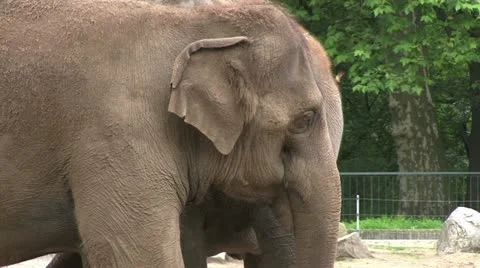 Elephants dusting themselves Stock Footage 12752978