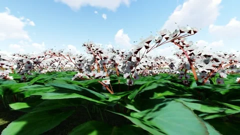 Elephants Ear Flower Stock Footage 341594890