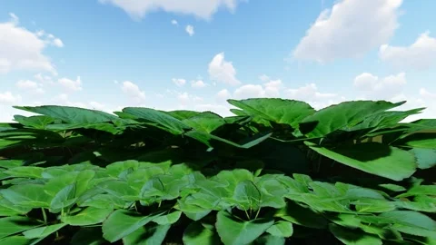 Elephants Ear Leaf Vídeo Stock 341594868