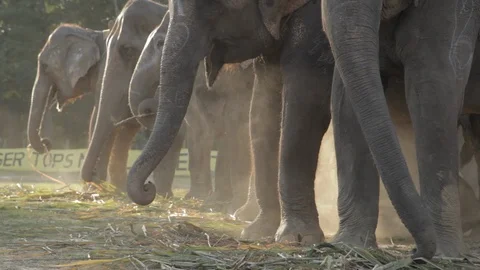 Elephants eat while lined up after a polo game Nepal Stock-Footage 91055388